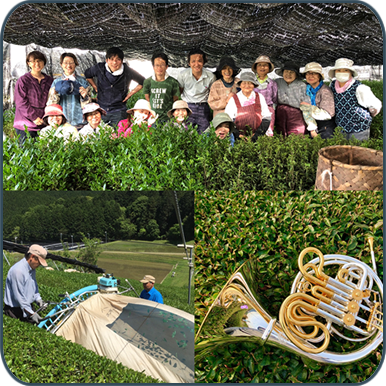 茶畑からお茶の間まで｜茶畑から編